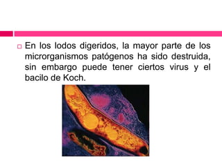 

En los lodos digeridos, la mayor parte de los
microrganismos patógenos ha sido destruida,
sin embargo puede tener ciertos virus y el
bacilo de Koch.

 
