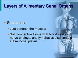 Layers of Alimentary Canal OrgansLayers of Alimentary Canal Organs
• Submucosa
•Just beneath the mucosa
•Soft connective tissue with blood vessels,
nerve endings, and lymphatics also contain
submucosal plexus
 