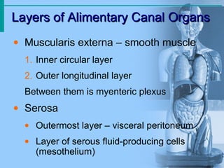 Layers of Alimentary Canal OrgansLayers of Alimentary Canal Organs
• Muscularis externa – smooth muscle
1. Inner circular layer
2. Outer longitudinal layer
Between them is myenteric plexus
• Serosa
• Outermost layer – visceral peritoneum
• Layer of serous fluid-producing cells
(mesothelium)
 