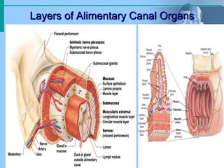 Layers of Alimentary Canal OrgansLayers of Alimentary Canal Organs
 