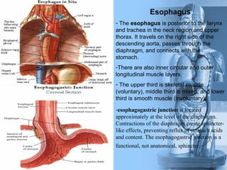 Esophagus
- The esophagus is posterior to the larynx
and trachea in the neck region and upper
thorax. It travels on the right side of the
descending aorta, passes through the
diaphragm, and connects with the
stomach.
-There are also inner circular and outer
longitudinal muscle layers.
- The upper third is skeletal muscle
(voluntary), middle third is mixed, and lower
third is smooth muscle (involuntary).
-esophagogastric junction is located
approximately at the level of the diaphragm.
Contractions of the diaphragm create sphincter-
like effects, preventing reflux of stomach acids
and content. The esophagogastric junction is a
functional, not anatomical, sphincter.
 