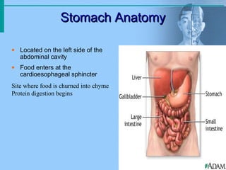 Stomach AnatomyStomach Anatomy
• Located on the left side of the
abdominal cavity
• Food enters at the
cardioesophageal sphincter
Site where food is churned into chyme
Protein digestion begins
 