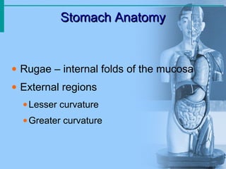 Stomach AnatomyStomach Anatomy
• Rugae – internal folds of the mucosa
• External regions
•Lesser curvature
•Greater curvature
 