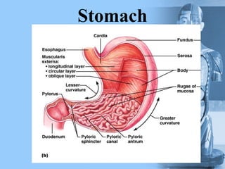 Stomach
 