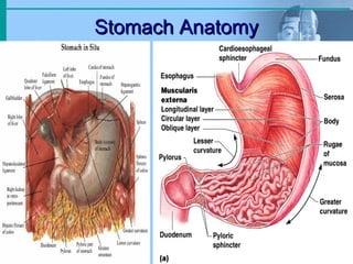 Stomach AnatomyStomach Anatomy
 