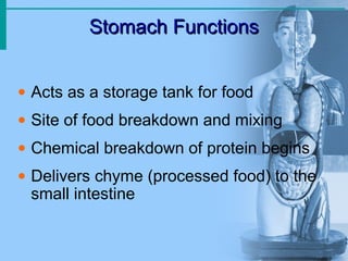 Stomach FunctionsStomach Functions
• Acts as a storage tank for food
• Site of food breakdown and mixing
• Chemical breakdown of protein begins
• Delivers chyme (processed food) to the
small intestine
 