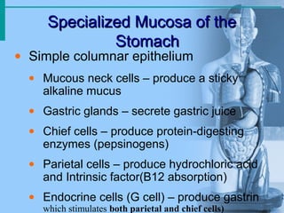 Specialized Mucosa of theSpecialized Mucosa of the
StomachStomach
• Simple columnar epithelium
• Mucous neck cells – produce a sticky
alkaline mucus
• Gastric glands – secrete gastric juice
• Chief cells – produce protein-digesting
enzymes (pepsinogens)
• Parietal cells – produce hydrochloric acid
and Intrinsic factor(B12 absorption)
• Endocrine cells (G cell) – produce gastrin
which stimulates both parietal and chief cells)
 