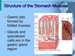 Structure of the Stomach MucosaStructure of the Stomach Mucosa
• Gastric pits
formed by
folded mucosa
• Glands and
specialized
cells are in the
gastric gland
region
 