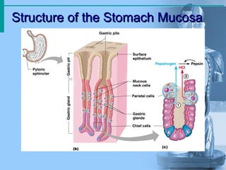 Structure of the Stomach MucosaStructure of the Stomach Mucosa
 