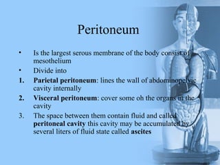 Peritoneum
• Is the largest serous membrane of the body consist of
mesothelium
• Divide into
1. Parietal peritoneum: lines the wall of abdominopelvic
cavity internally
2. Visceral peritoneum: cover some oh the organs in the
cavity
3. The space between them contain fluid and called
peritoneal cavity this cavity may be accumulated by
several liters of fluid state called ascites
 