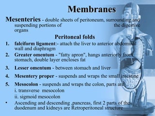 MembranesMembranes
Mesenteries - double sheets of peritoneum, surrounding and
suspending portions of the digestive
organs
Peritoneal folds
1. falciform ligament:- attach the liver to anterior abdominal
wall and diaphragm
2. Greater omentum - "fatty apron", hangs anteriorly from
stomach, double layer encloses fat
3. Lesser omentum - between stomach and liver
4. Mesentery proper - suspends and wraps the small intestine
5. Mesocolon - suspends and wraps the colon, parts are
i. transverse mesocolon
ii. sigmoid mesocolon
• Ascending and descending ,pancreas, first 2 parts of the
duodenum and kidneys are Retroperitoneal structure
 