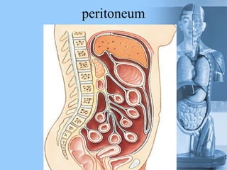 peritoneum
 