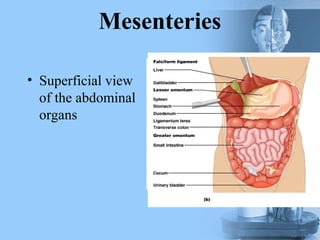 Mesenteries
• Superficial view
of the abdominal
organs
 