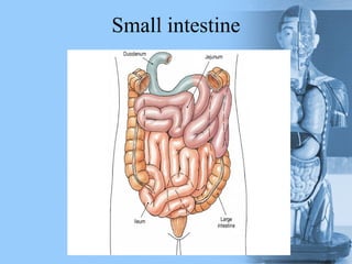 Small intestine
 