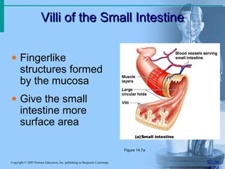 Villi of the Small IntestineVilli of the Small Intestine
SlideCopyright © 2003 Pearson Education, Inc. publishing as Benjamin Cummings
• Fingerlike
structures formed
by the mucosa
• Give the small
intestine more
surface area
Figure 14.7a
 