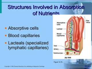 Structures Involved in AbsorptionStructures Involved in Absorption
of Nutrientsof Nutrients
SlideCopyright © 2003 Pearson Education, Inc. publishing as Benjamin Cummings
• Absorptive cells
• Blood capillaries
• Lacteals (specialized
lymphatic capillaries)
Figure 14.7b
 