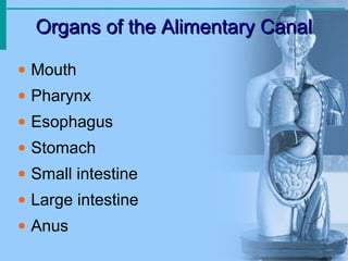 Organs of the Alimentary CanalOrgans of the Alimentary Canal
• Mouth
• Pharynx
• Esophagus
• Stomach
• Small intestine
• Large intestine
• Anus
 