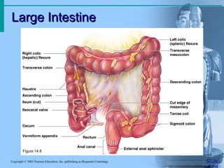 Large IntestineLarge Intestine
SlideCopyright © 2003 Pearson Education, Inc. publishing as Benjamin Cummings
Figure 14.8
 