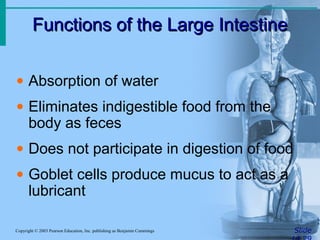 Functions of the Large IntestineFunctions of the Large Intestine
SlideCopyright © 2003 Pearson Education, Inc. publishing as Benjamin Cummings
• Absorption of water
• Eliminates indigestible food from the
body as feces
• Does not participate in digestion of food
• Goblet cells produce mucus to act as a
lubricant
 
