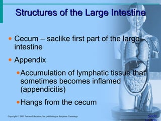 Structures of the Large IntestineStructures of the Large Intestine
SlideCopyright © 2003 Pearson Education, Inc. publishing as Benjamin Cummings
• Cecum – saclike first part of the large
intestine
• Appendix
•Accumulation of lymphatic tissue that
sometimes becomes inflamed
(appendicitis)
•Hangs from the cecum
 