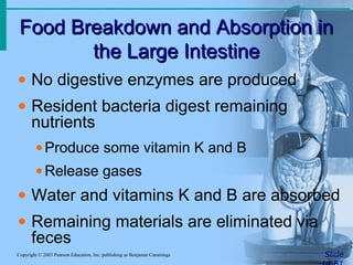 Food Breakdown and Absorption inFood Breakdown and Absorption in
the Large Intestinethe Large Intestine
SlideCopyright © 2003 Pearson Education, Inc. publishing as Benjamin Cummings
• No digestive enzymes are produced
• Resident bacteria digest remaining
nutrients
•Produce some vitamin K and B
•Release gases
• Water and vitamins K and B are absorbed
• Remaining materials are eliminated via
feces
 