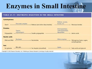 Enzymes in Small Intestine
 