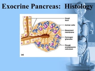 Exocrine Pancreas: Histology
 