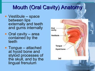 Mouth (Oral Cavity) AnatomyMouth (Oral Cavity) Anatomy
• Vestibule – space
between lips
externally and teeth
and gums internally
• Oral cavity – area
contained by the
teeth
• Tongue – attached
at hyoid bone and
styloid processes of
the skull, and by the
lingual frenulum
 