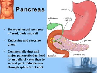 • Retroperitoneal :compose
of head, body and tail
• Endocrine and exocrine
gland
• Common bile duct and
major pancreatic duct lead
to ampulla of vater then to
second part of duodenum
through sphincter of oddi
PancreasPancreas
 