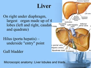 Liver
On right under diaphragm,
largest organ made up of 4
lobes (left and right, caudate,
and quadrate)
Hilus (porta hepatis) –
underside "entry" point
Gall bladder
Microscopic anatomy: Liver lobules and triads
 