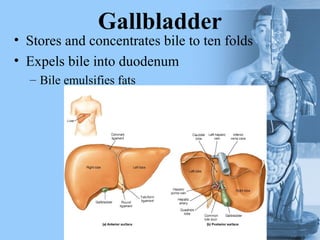 Gallbladder
• Stores and concentrates bile to ten folds
• Expels bile into duodenum
– Bile emulsifies fats
 