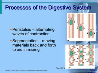 Processes of the Digestive SystemProcesses of the Digestive System
SlideCopyright © 2003 Pearson Education, Inc. publishing as Benjamin Cummings
•Peristalsis – alternating
waves of contraction
•Segmentation – moving
materials back and forth
to aid in mixing
Figure 14.12
 