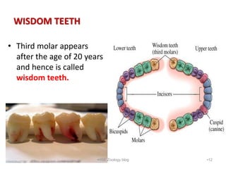 WISDOM TEETH
• Third molar appears
after the age of 20 years
and hence is called
wisdom teeth.
•12
•HSE Zoology blog
 