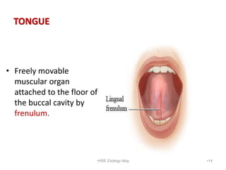 TONGUE
• Freely movable
muscular organ
attached to the floor of
the buccal cavity by
frenulum.
•14
•HSE Zoology blog
 