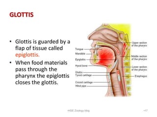GLOTTIS
• Glottis is guarded by a
flap of tissue called
epiglottis.
• When food materials
pass through the
pharynx the epi...