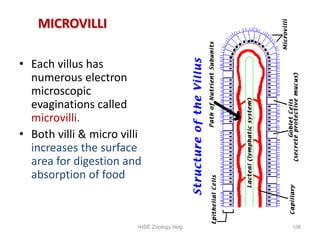 MICROVILLI
• Each villus has
numerous electron
microscopic
evaginations called
microvilli.
• Both villi & micro villi
incr...