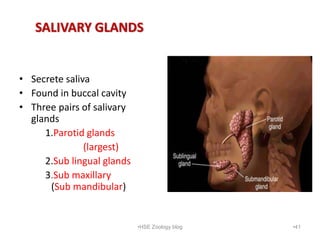 SALIVARY GLANDS
• Secrete saliva
• Found in buccal cavity
• Three pairs of salivary
glands
1.Parotid glands
(largest)
2.Su...