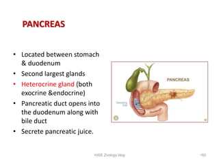 PANCREAS
• Located between stomach
& duodenum
• Second largest glands
• Heterocrine gland (both
exocrine &endocrine)
• Pan...