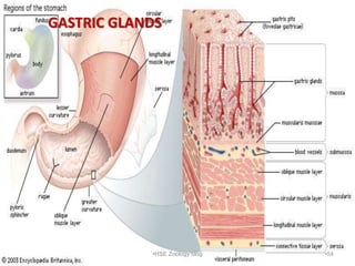 GASTRIC GLANDS
•54
•HSE Zoology blog
 
