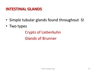 INTESTINAL GLANDS
• Simple tubular glands found throughout SI
• Two types
Crypts of Lieberkuhn
Glands of Brunner
•57
•HSE ...