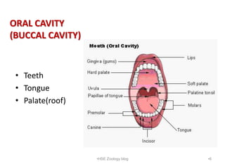 ORAL CAVITY
(BUCCAL CAVITY)
• Teeth
• Tongue
• Palate(roof)
•6
•HSE Zoology blog
 