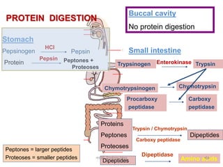 Buccal cavity
No protein digestion
Stomach
Pepsinogen Pepsin
HCl
Protein
Pepsin Peptones +
Proteoses
Peptones = larger pep...