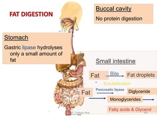 Buccal cavity
No protein digestion
Stomach
Gastric lipase hydrolyses
only a small amount of
fat Small intestine
Fat Fat dr...
