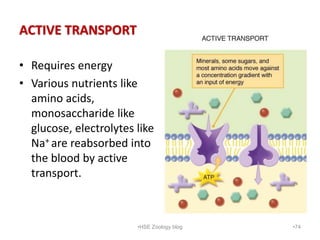 ACTIVE TRANSPORT
• Requires energy
• Various nutrients like
amino acids,
monosaccharide like
glucose, electrolytes like
Na...