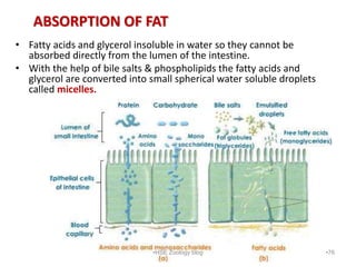 ABSORPTION OF FAT
• Fatty acids and glycerol insoluble in water so they cannot be
absorbed directly from the lumen of the ...