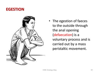 EGESTION
• The egestion of faeces
to the outside through
the anal opening
(defaecation) is a
voluntary process and is
carr...