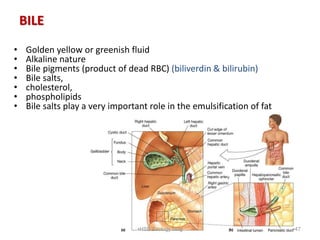 Digestion and absorption | PPSX
