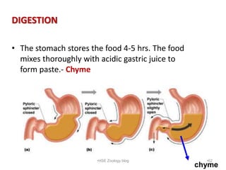 Digestion and absorption | PPSX