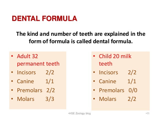 Image result for dental formula of man & child