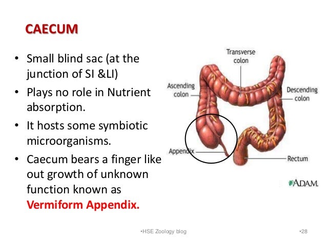 Digestion And Absorption Digestion And Absorption
